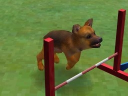 nintendogs screen3